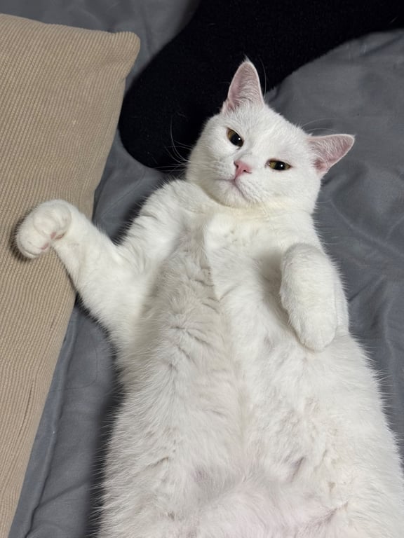 จูดี้