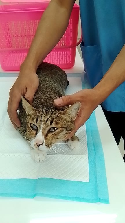 สมเกียรติสัตวแพทย์