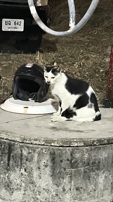 ตามหาเจ้าของแมว น้องแมวขี้อ่อนเพศเมียมีลายหนวดสีขาวดำขาหลังน่าจะถูกรถชนมาแต่เดินได้ปรกติพบน้องบริเวณหลังตลาดโดมทุ่งสุขลาศรีราชาชลบุรีค่ะ