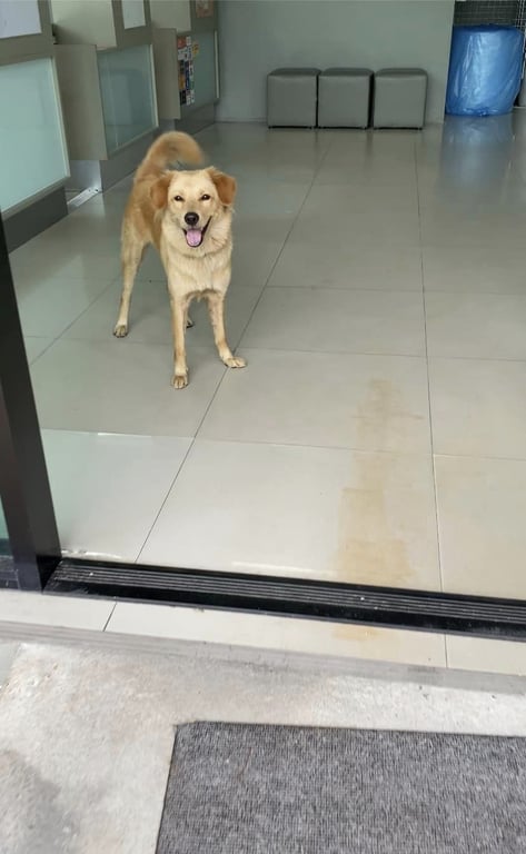 ตามหาเจ้าของหมา น้องหลุดหรือหลงมาไม่แน่ใจ แต่ตอนนี้น้องอยู่ในปั๊มน้ำมันบางจากตำบลกะทู้ จังหวัดภูเก็ต มาเป็นเวลา 2 วันแล้วค่ะ