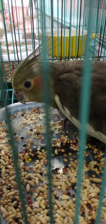 ตามหาเจ้าของนก 