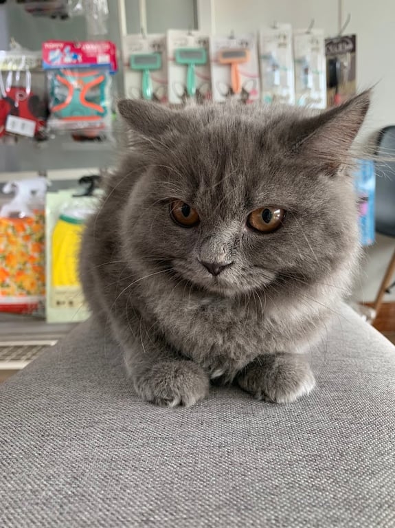 เซ็นทรัล เพ็ท คลินิก (Central pet clinic)