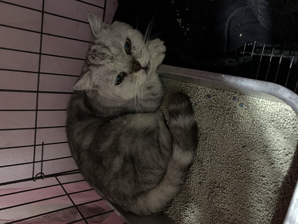 ตามหาเจ้าของแมว เจอน้องแถวนนทบุรี ซอยทานสัมฤทธิ์ระแวกวัดบัวขัวญ
ประชานิเวศน์ 3