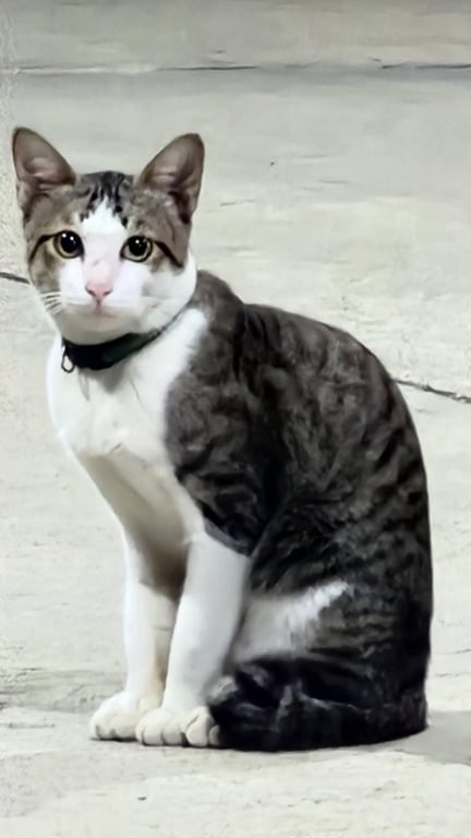 ตามหาเจ้าของแมว 