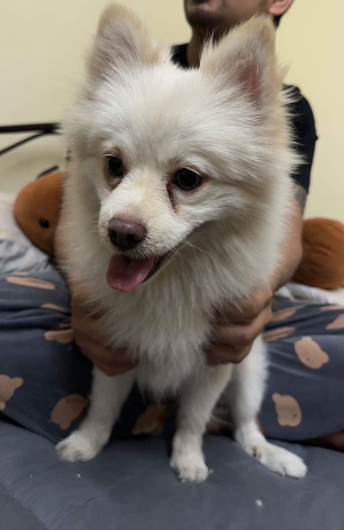 ตามหาเจ้าของหมา ขนฟูสวยสีขาวทั้งตัว