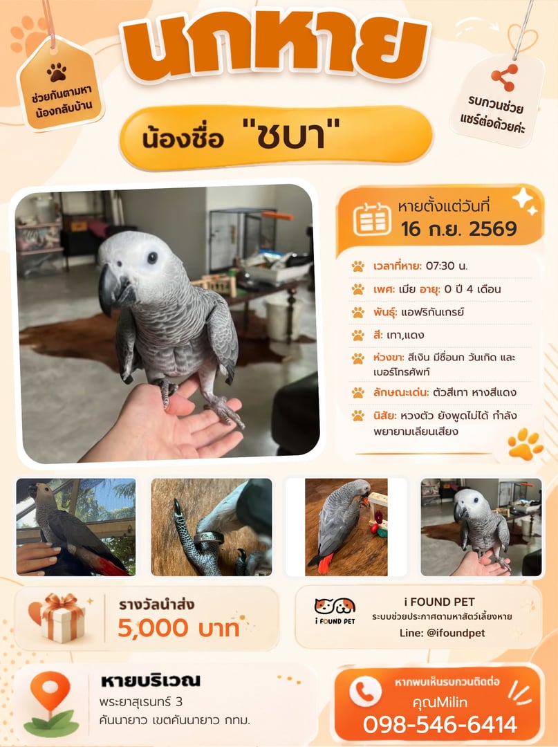 ชบา