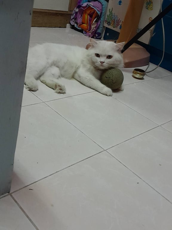 ส้มเกลี้ยง