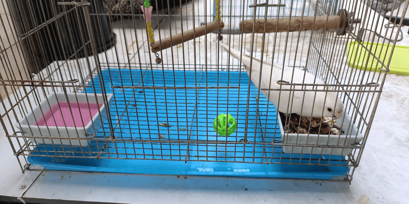 ตามหาเจ้าของนก ค็อกคาเทลขาว ตาแดง(ไม่ชัดเจน)