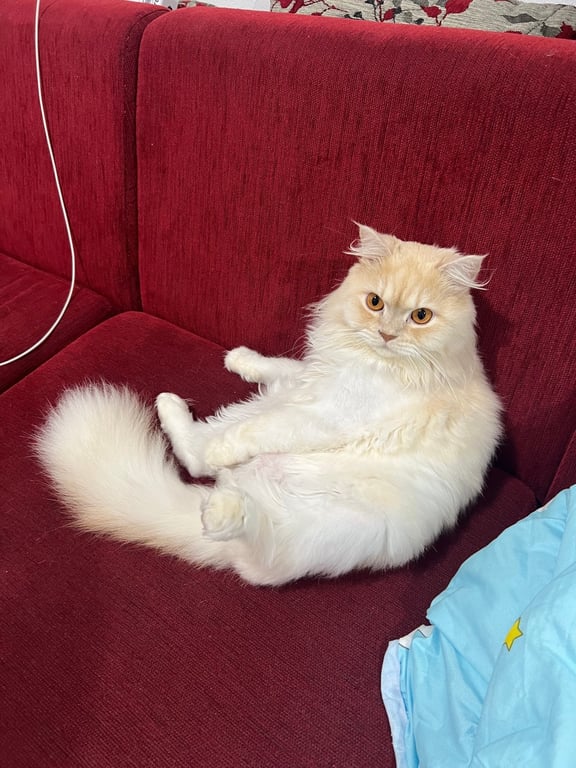 มิลลิ