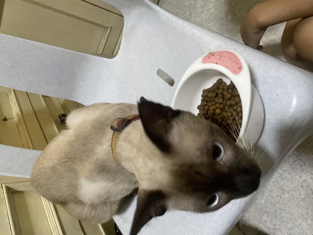 ตามหาเจ้าของแมว เจอน้องแถวๆแยก รพ สันทราย หน้าร้านยาธงชัยเภสัชค่ะ