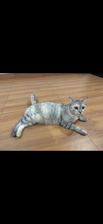 ดอลลี่