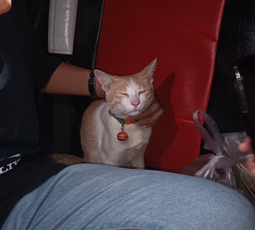 ตามหาเจ้าของแมว 