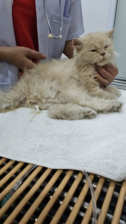 ตามหาเจ้าของแมว 