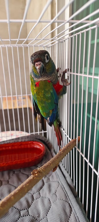 ตามหาเจ้าของนก พบน้องบินมาเกาะแถวบริเวณบ้าน ขนสีเขียวแดง