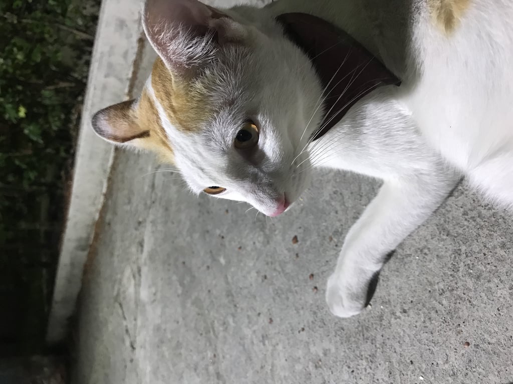 ตามหาเจ้าของแมว น้องเป็นแมวตัวผู้โตเต็มวัเย ลายสีขาว-ส้ม ตรงหัวมีบักษณะเหมือนแสกกลาง จมูกสีชมพู อ้อน ไม่กลัวคน ยอมให้อุ้ม