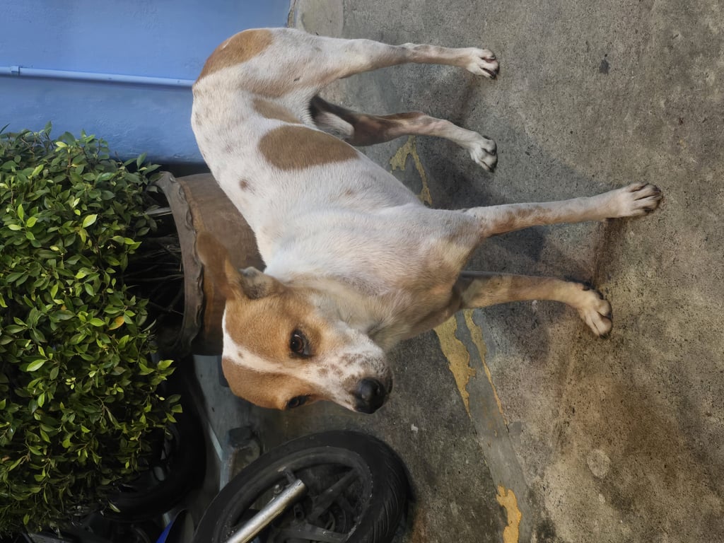 ตามหาเจ้าของหมา น้องหมาอยูตรงถนน หน้าห้องเช่า หอพักแสนสุข ตึกสีฟ้า หน้าตึกมีร้านส้มตำคอนกลางคืน น้องเขื่องมาก กลัวคนเสียงดัง