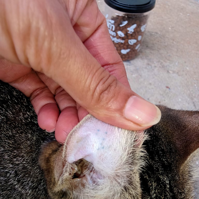 ตามหาเจ้าของแมว ลายสลิตเพศเมีย มีรอยสักที่หูขวาคล้ายสัญญลักษณ์เลข เท้าขวาตรงนิ้วเท้ามีขนขาวแซมนิดๆ เชื่อง