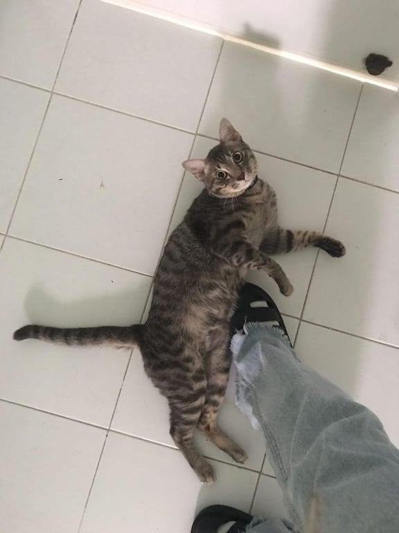 เก้า