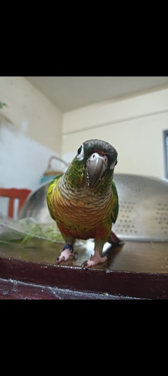 มีโชค
