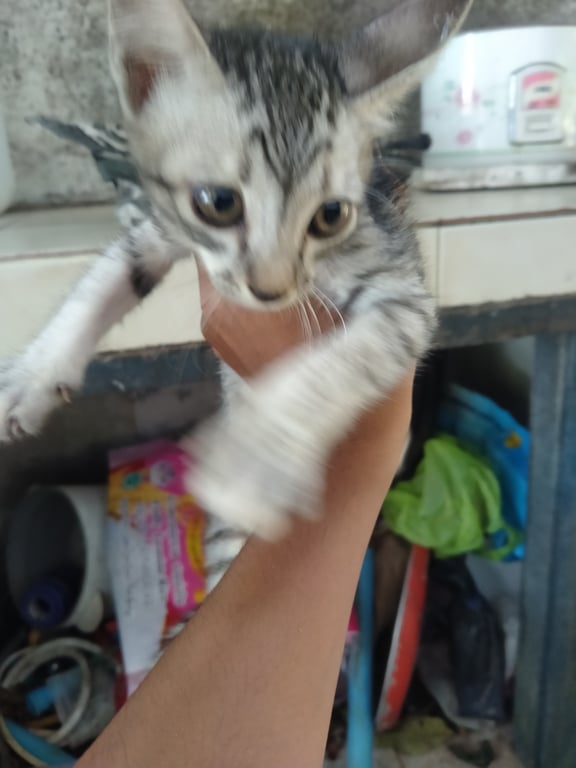 ตามหาเจ้าของแมว หาบ้านให้น้องครับ มีคนเอาน้องมาปล่อยน้องอ้อนเก่งมาก น้องอยู่  กม. 10 มีคนเอามาปล่อยตรงสนามกอล์ฟพลูตาหลวง