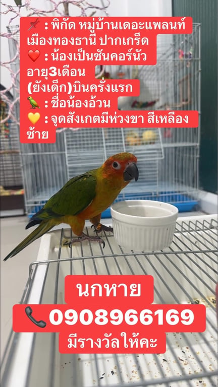 น้องอ้วน