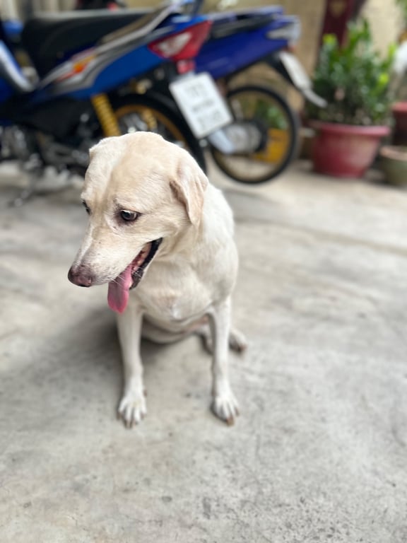 ขาว