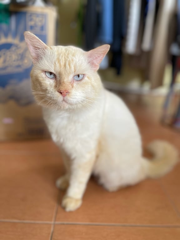 ตามหาเจ้าของแมว 