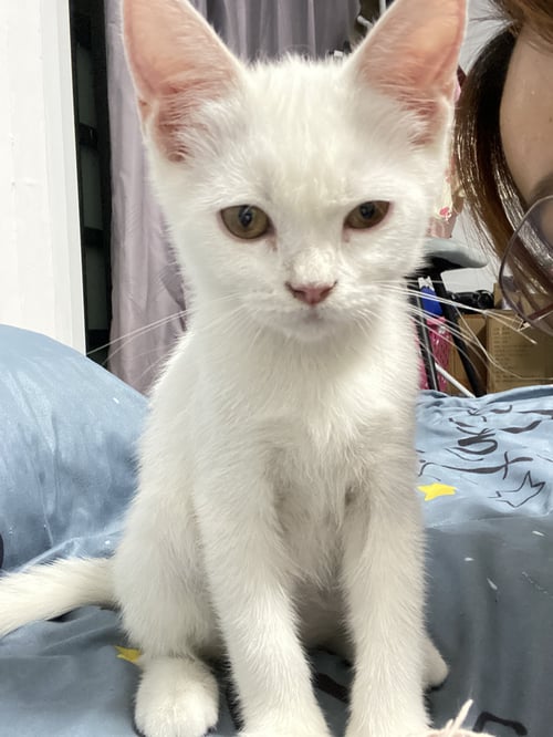 ตัวเล็ก (ซูกัส)