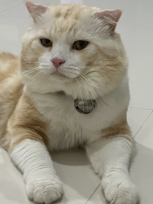 ทองเอก