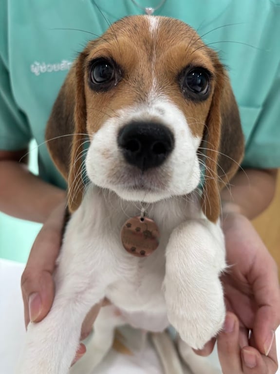 โรงพยาบาลสัตว์วันเดอร์เพ็ท WONDERPET​ ANIMAL​HOSPITAL