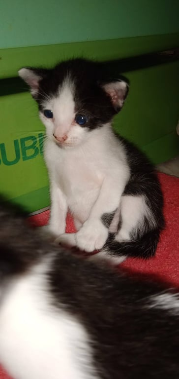 ตามหาเจ้าของแมว เราโพสต์แทนเจ้าของเรื่องนะคะ  ก่อนอื่นขอแนะนำตัวก่อน ว่าแม่แมวดำนี้เป็นแมวจร  ออกลูกมาหลายรอบแล้ว  แล้วโดนรถทับตายไปหมด  ครั้งนี้ พี่แถวบ้านกลัวเด็กๆโดนรถทับอีก  แกช่วยเอาขึ้นไปเลี้ยงบนห้อง  จนตอนนี้เด็กๆเริ่มช่วยเหลือตัวเองได้แล้ว อยากหาบ้านให้เด็กทั้งห้าค่ะ  เดี๋ยวแม่แมวจะทำหมันเลย :)

มีใครสนใจรับเด็กๆไปเลี้ยงบ้างไหมคะ  ขอความเมตตาด้วยนะคะ  พี่คนที่ช่วยรับมาเลี้ยงต้องทำงานทุกวันไม่มีเวลาเลี้ยงแล้วค่ะ  คนรอบข้างไม่ชอบแมวกันเลย  กลัวเจอคนใจร้ายค่ะ 
ทางบ้านเรารับไม่ได้ตอนนี้เพราะแมวเพิ่งเป็นหวัดแมวตายไป 4 ตัวค่ะ เราเลยช่วยพี่เขาหาบ้าน :)

พิกัด กรุงเทพ ถนนอิสรภาพ วงเวียนใหญ่

ขอบคุณในความเมตตาเด็กๆ  กราบค่ะ

ช่วยแชร์ก็ยังดีนะคะ  ขอบพระคุณมากๆ