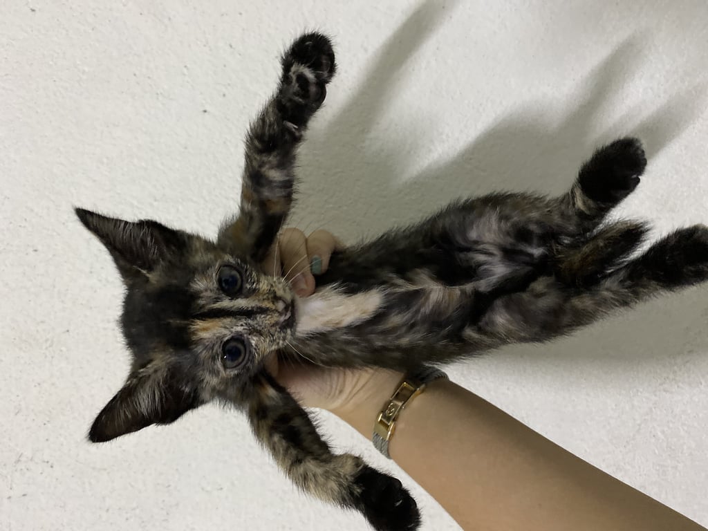 ตามหาเจ้าของแมว แมวอายุ2เดือน