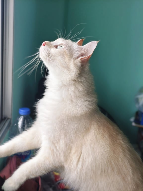 ตามหาเจ้าของแมว แมวขนยาว สีขาว ส้ม เชี่ยงค่ะ