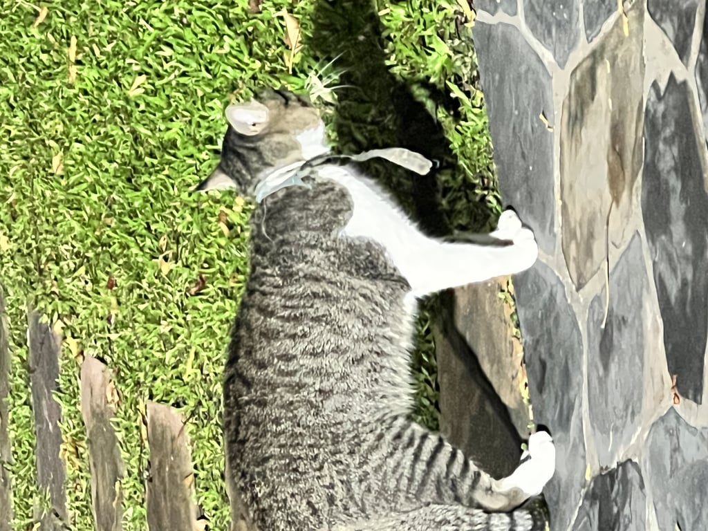 ตามหาเจ้าของแมว 