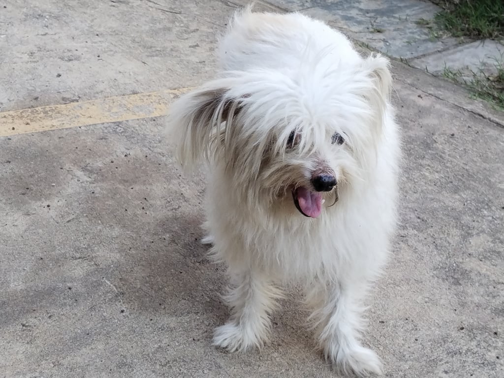 ตามหาเจ้าของหมา น้องมีอาการตกใจกลัว ผวา ไม่ให้คนเข้าใกล้