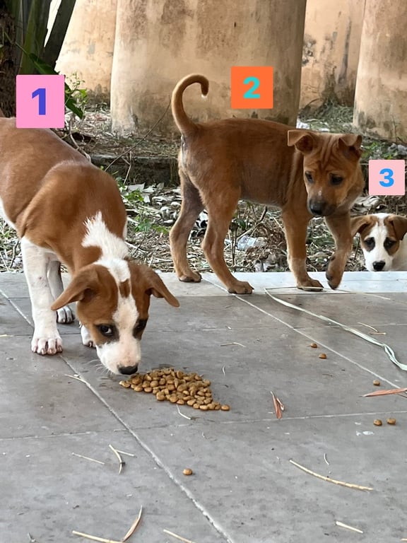 ตามหาเจ้าของหมา ลูกหมาอายุ 2 เดือน 
ตัวผู้ 1 ตัว (ตัวสีน้ำตาล หมายเลข 2) 🐻
ตัวเมีย 3 ตัว (หมายเลข 1,3,4) 🐶🐶🐶
น่ารักกินเก่งมากๆ สุขภาพแข็งแรง อ้วนจ้ำม่ำ ตามหาเจ้าของใจดี มีบ้านอุ่นๆ ให้น้องค่ะ 
ขออนุญาตคัดบ้านนะคะ 🙏

ขอดูบ้าน พร้อมสัตว์เลี้ยงปัจจุบัน 
น้องนักเรียน นักศึกษา บ้านเช่า ไม่ให้นะคะ 
ต้องการคนที่รับผิดชอบน้องได้ และเมตตาน้องค่ะ  
หลังจากส่งมอบจะตัองอัพเดตรูปให้ดูน้องได้ตลอดค่ะ 

พิกัด : ลำลูกกาคลอง 4 ปทุมธานี