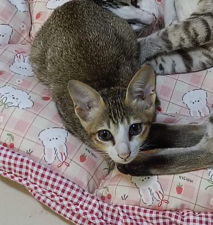 เจนนี่