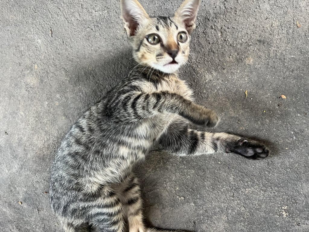 สาย