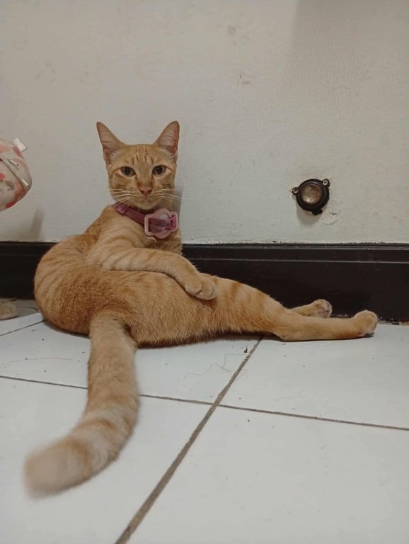 ครีม