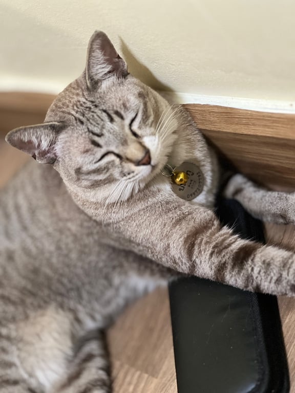 ปลาทู