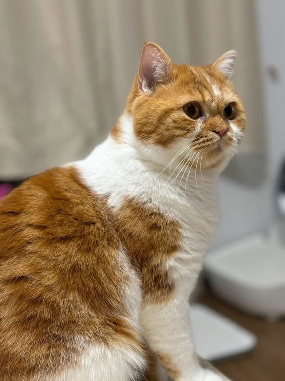 หมีพูห์