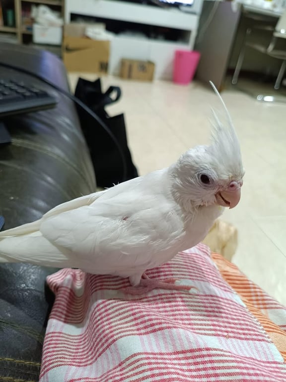 อาจี้