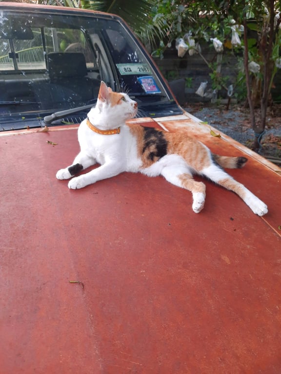 สามสี