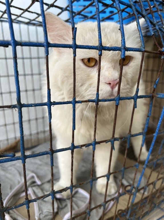 ตามหาเจ้าของแมว พบแถว การเคหะชุมชนปากเกร็ด