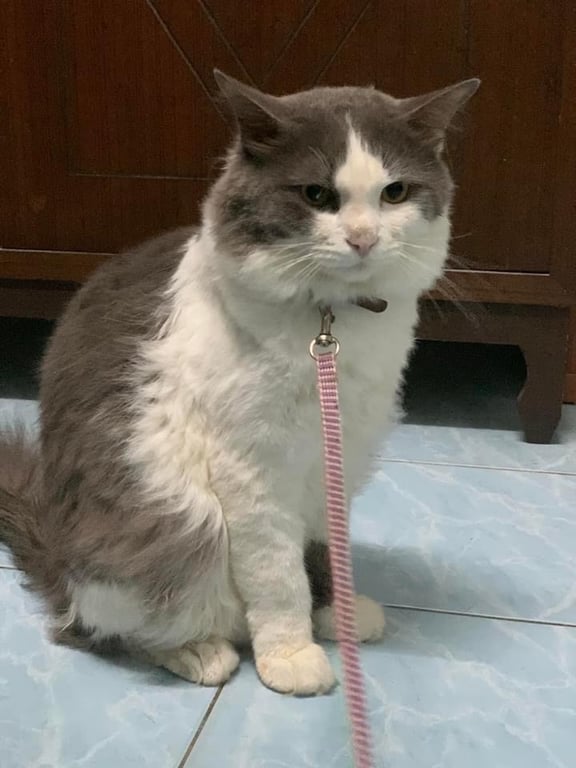 เทาเทา