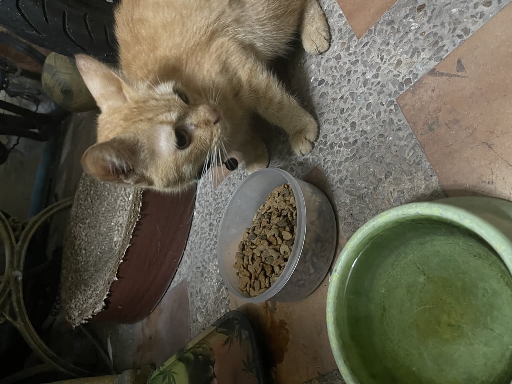 ตามหาเจ้าของแมว น้องแมวสีส้มเพศผู้ ใส่ปอกคอสีเขียว น้องเชื่องมาก ไม่กลัวคนเลย