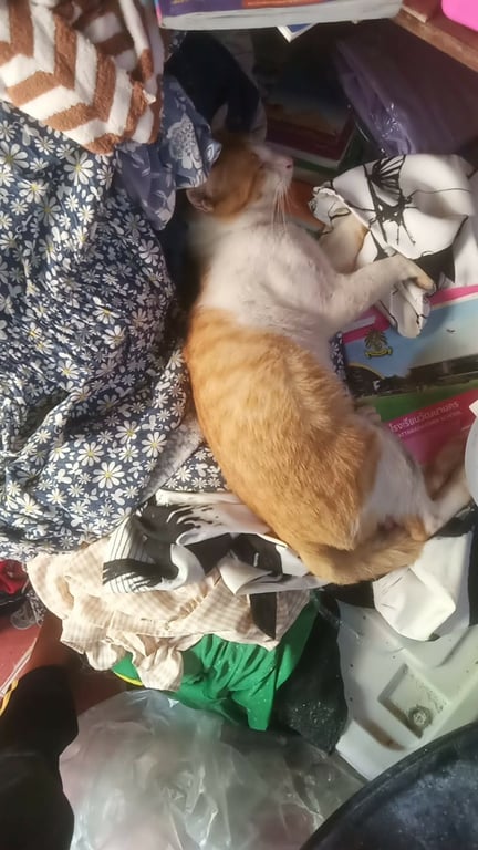 แสบ