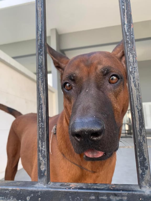 ตามหาเจ้าของหมา ไทยหลังอานหาบ้าน 
ชื่อ : ก้วยเจ๋ง 
อายุ : ประมาณ 5-6 ปี
ที่อยู่น้อง : บางใหญ่
เพศ : ผู้ (ไม่ทราบว่าทำหมันหรือยัง)
นิสัย : น่ารัก ไม่ดุ สั่งนั่งได้ ขอมือเป็น  
(ไม่แน่ใจว่าจะเข้ากับสุนัขตัวอื่นได้ไหมนะคะเห็นน้องอยู่ตัวเดียวตลอด แต่เวลาพาหมาเดินไปหน้าบ้านก็ดมๆเดินตาม ไม่ได้มีท่าทีดุร้ายนะคะ)

เจ้าของย้ายบ้านแล้วไม่สะดวกเอาไปด้วย 
(ตอนนี้น้องอยู่ในหมู่อยู่ตัวเดียว)
เจ้าของยินดียกให้หากมีคนมาขอไปเลี้ยง 
มีคนแวะเข้าไปให้น้ำและอาหารอยู่บ้าง 
น้องอยู่บริเวณนอกตัวบ้านตลอดค่ะ

ทักแชทได้เลยนะคะ
❤️❤️❤️
ขอให้น้องโชคดีด้วยเถอะ

#หาครอบครัวให้หมาฟรี #adoptmeplease