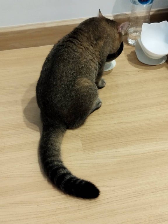 ตามหาเจ้าของแมว ตัวโต ไม่อ้วน ขี้อ้อน เชื่องมาก ติดคน เดินตามคน ร้องเรียกคนอยู่ตลอด ไม่ดุร้าย นิสัยดี