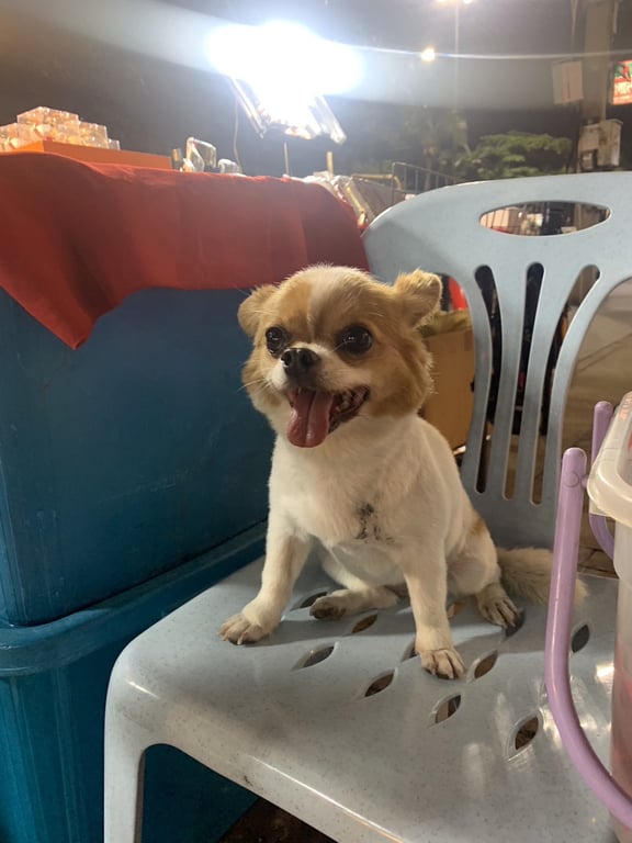 ตามหาเจ้าของหมา โดนหมาใหญ่ไล่กัดมา พิกัดหาดพัทยาค่ะ